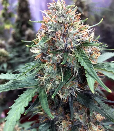 Z (Blackskull Seeds) Cannabis-Samen