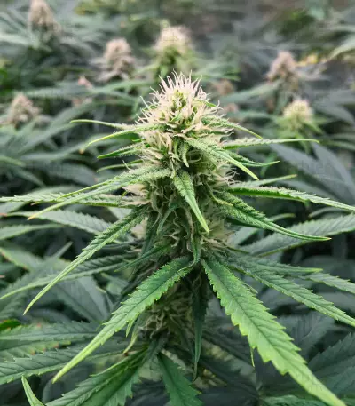 Northern Lights 10 of 10 feminisierte Samen (Seedkeepers)