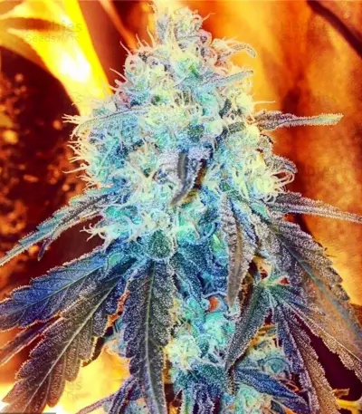 Critical Kush (RQS) Cannabis-Samen