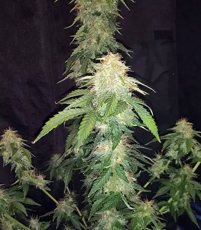 Original Auto Russian (Fast Buds) Cannabis-Samen