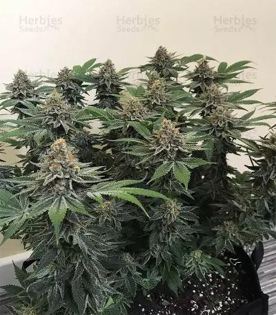Ayahuasca Purple (Barney's Farm) Cannabis-Samen