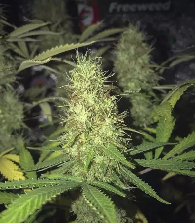 Cali Bay Dream (Garden of Green Seeds)