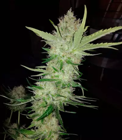 Big Bomb (Bomb Seeds) Cannabis-Samen