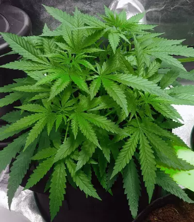 Criminal+ (Ripper Seeds) Cannabis-Samen