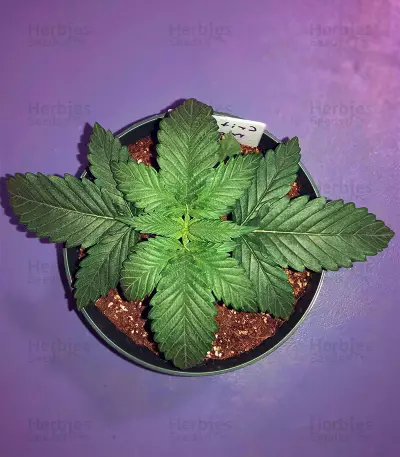 Critical Mass Regular (Mr. Nice Seedbank) Cannabis-Samen