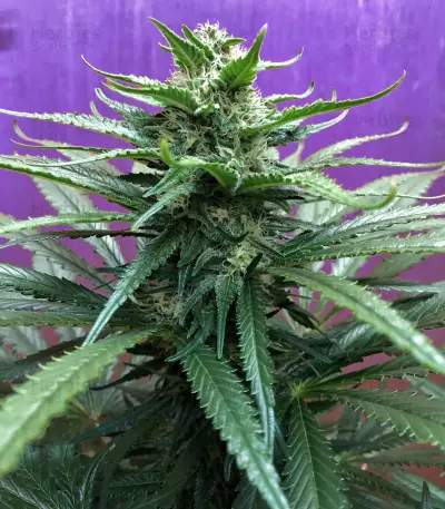 Critical Mass Regular (Mr. Nice Seedbank) Cannabis-Samen