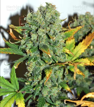 Destroyer (CannaBioGen) Cannabis-Samen