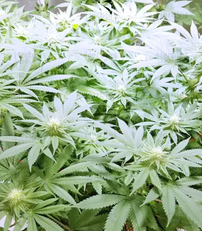Dogstar Dawg (Big Head Seeds) Cannabis-Samen