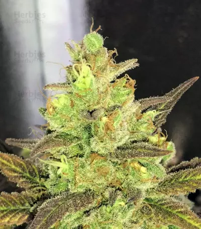 Gorilla Bomb (Bomb Seeds) Cannabis-Samen