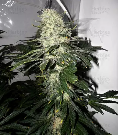 Gelato Sorbet (DNA Genetics) Cannabis-Samen