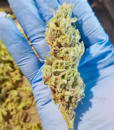 Gorilla Cookies (Big Head Seeds) Cannabis-Samen