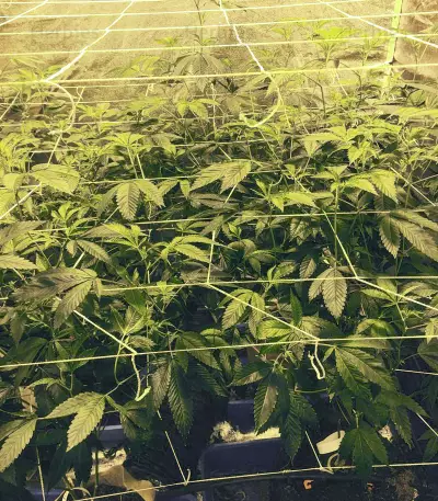 Headstash (Karma Genetics) Cannabis-Samen