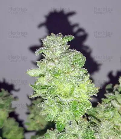 HiFi 4G (Dutch Passion) Cannabis-Samen