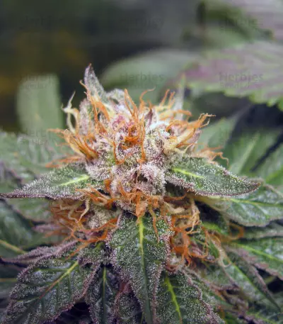 Midnight Kush (G13 Labs) Cannabis-Samen