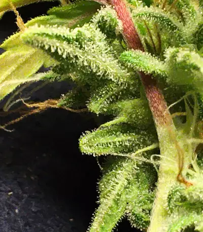 Northern Lights (Seedstockers) Cannabis-Samen