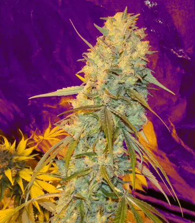 Orange Juice (Dinafem Seeds) Cannabis-Samen