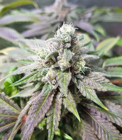 Pineapple (Seedstockers) Cannabis-Samen