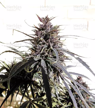 Purple Haze x Malawi Regular (Ace Seeds) Cannabis-Samen