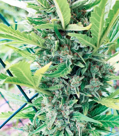 Santa Marta Haze Autoflower (Seedstockers) Cannabis-Samen