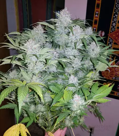 Strawberry Nuggets Auto (Mephisto Genetics) Cannabis-Samen