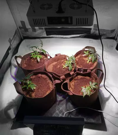 Sweet ZZ (Sweet Z) (RQS) Cannabis-Samen
