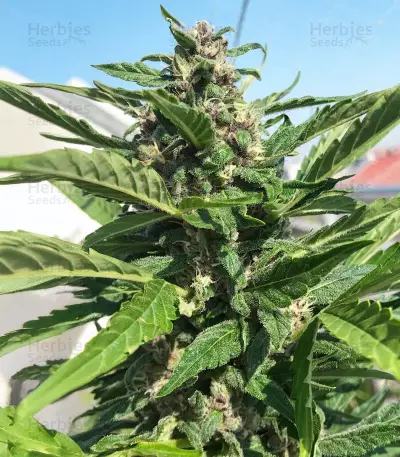 Auto Desfran strain