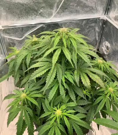 Auto Euforia (Dutch Passion) Cannabis-Samen
