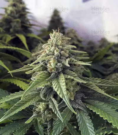 Critical + 2.0 (Dinafem Seeds) Cannabis-Samen