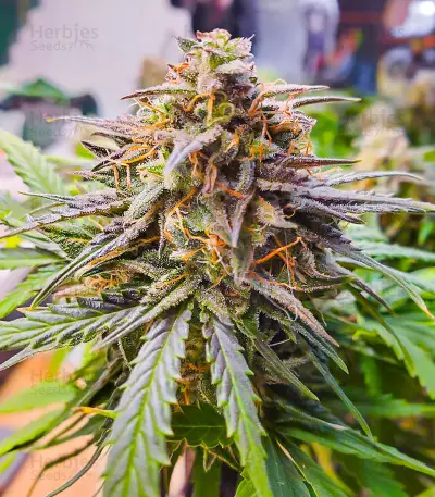 Crystal WW Autoflower feminisierte Samen (EGS)