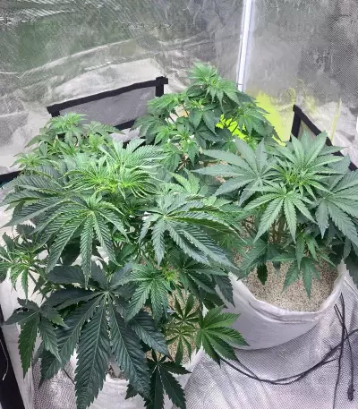 Delicious Cookies feminisierte Samen (Delicious Seeds)