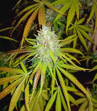 Delicious Cookies feminisierte Samen (Delicious Seeds)