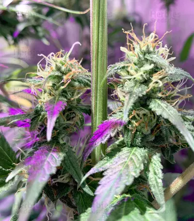 Dream Berry (Female Seeds) Cannabis-Samen