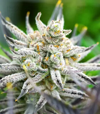 Glue Cookies feminisierte Samen (AlphaFem Seeds)