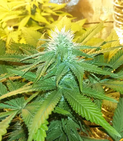 Green Ninja (Heavyweight Seeds) Cannabis-Samen