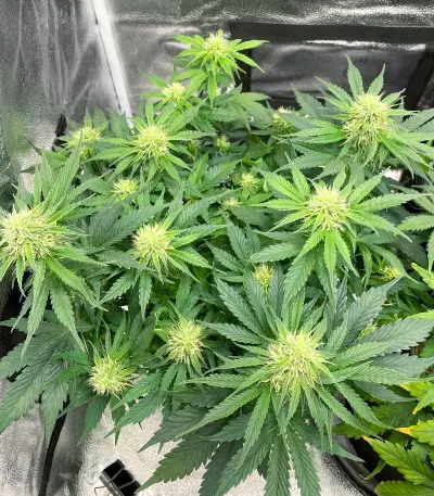 Northern Lights Auto (Expert Seeds) Cannabis-Samen