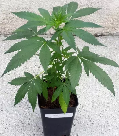 Punky Lion (Samsara Seeds) Cannabis-Samen