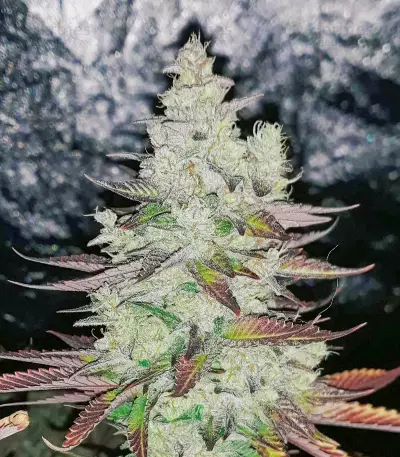 Red Hot Cookies feminisiertes Saatgut (Sweet Seeds)