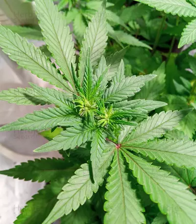 Respect 4 Gorilla (Expert Seeds) Cannabis-Samen