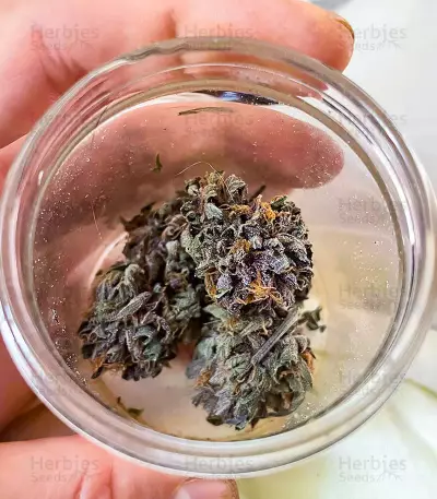 Still Bubba feminisierte Samen (AlphaFem Seeds)