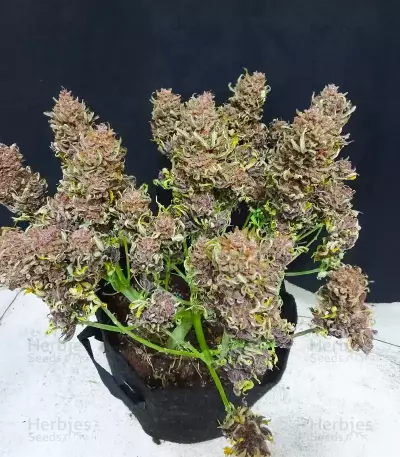 All Gas OG Autoflower feminisierte Samen (Humboldt Seed Company)