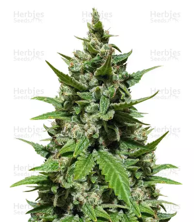 Auto Mix Pack #1 feminisierte Samen (Herbies Seeds)