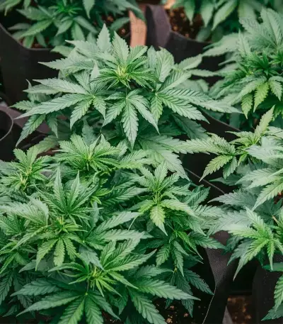Auto Northern Lights CBD (Pyramid Seeds) Cannabis-Samen