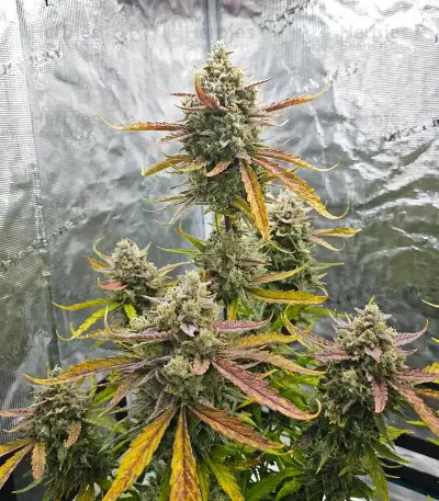 Banana Jealousy Auto RF3 (Ethos Genetics)
