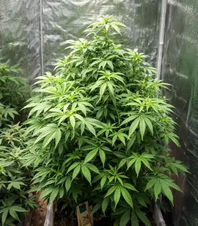 Bubblehead 13 (Big Head Seeds) Cannabis-Samen