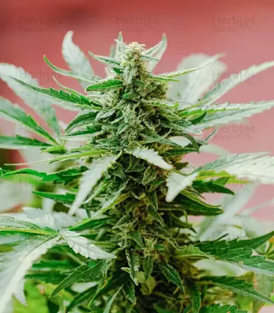 California Special (K.C. Brains Seeds)