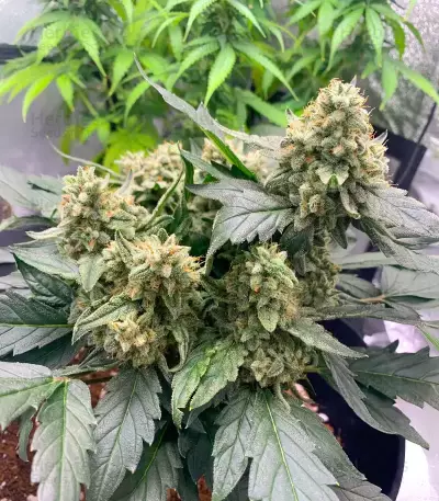 Chemdog Fast Version feminisierte Samen (Seedkeepers)