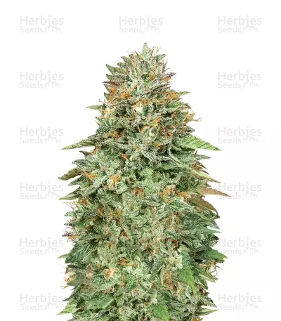 Critical Poison Fast Version (00 Seeds) Cannabis-Samen