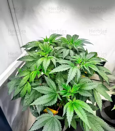 Donutz feminisierte Samen (Humboldt Seed Company)