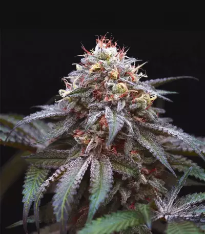 Double Stuffed Sorbet (DNA Genetics) Cannabis-Samen