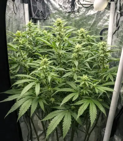 Grimm Glue (Brothers Grimm Seeds)